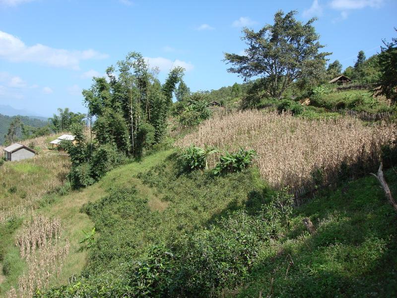 大東自然村