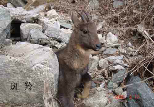 河南小秦嶺國家級自然保護區