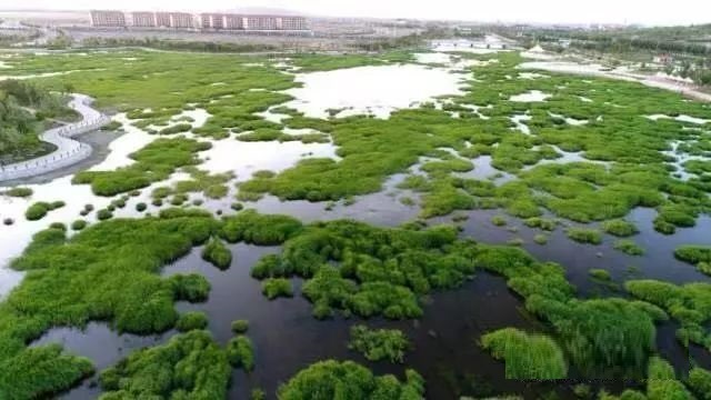 內蒙古錫林河國家濕地公園