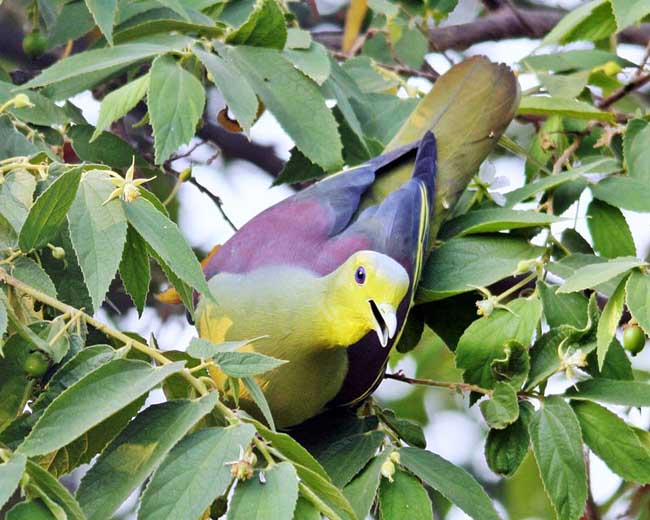 灰頭綠鳩指名亞種