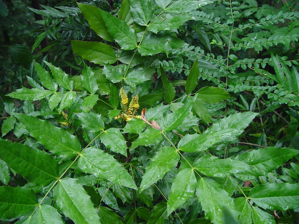 十大功勞根(小檗科十大功勞屬的植物)