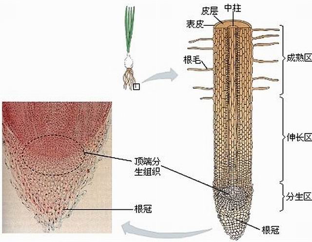 根吸水