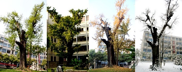 四季銀杏