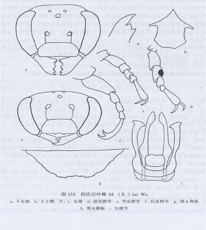 何氏切葉蜂