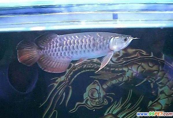 高背紅尾金龍魚