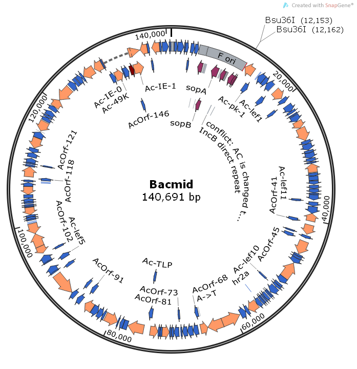 Bacmid