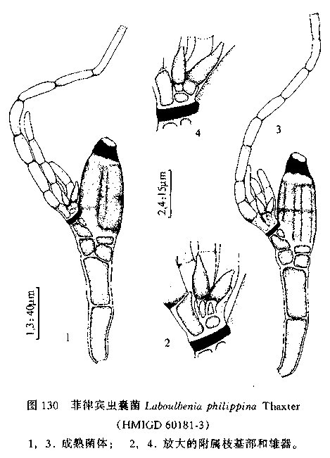 菲律賓蟲囊菌