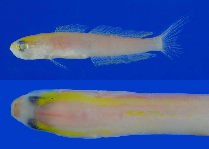 Navigobius asayake