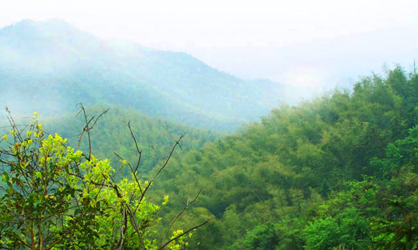 浮邱山林場