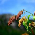 粱(黍亞科狗尾草屬植物)