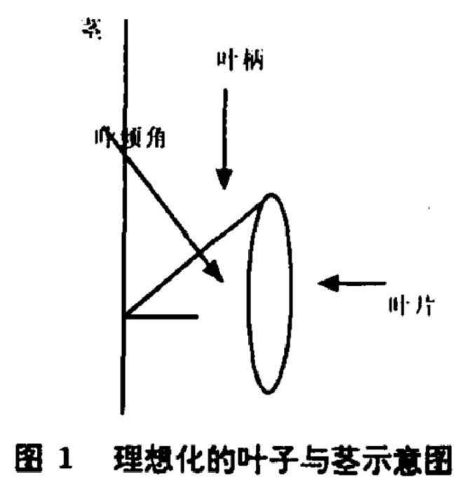 葉角