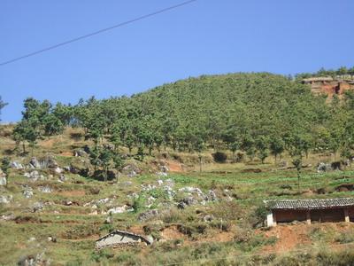 坪箐村-山林