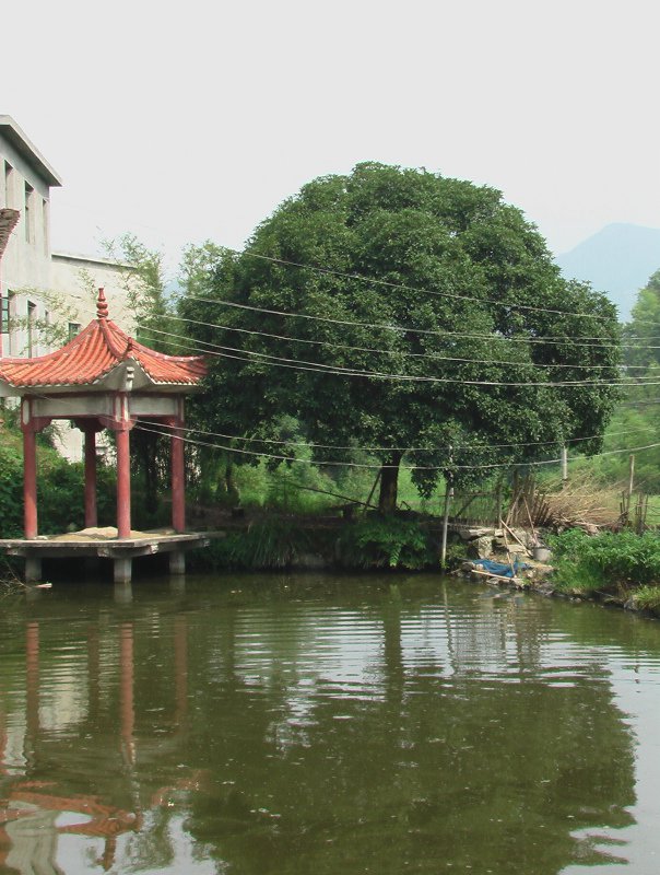 大坪村(湖南省岳陽市岳陽縣月田鎮大坪村)