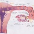 排卵過程