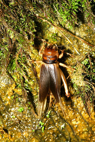 Tarbinskiellus portentosus