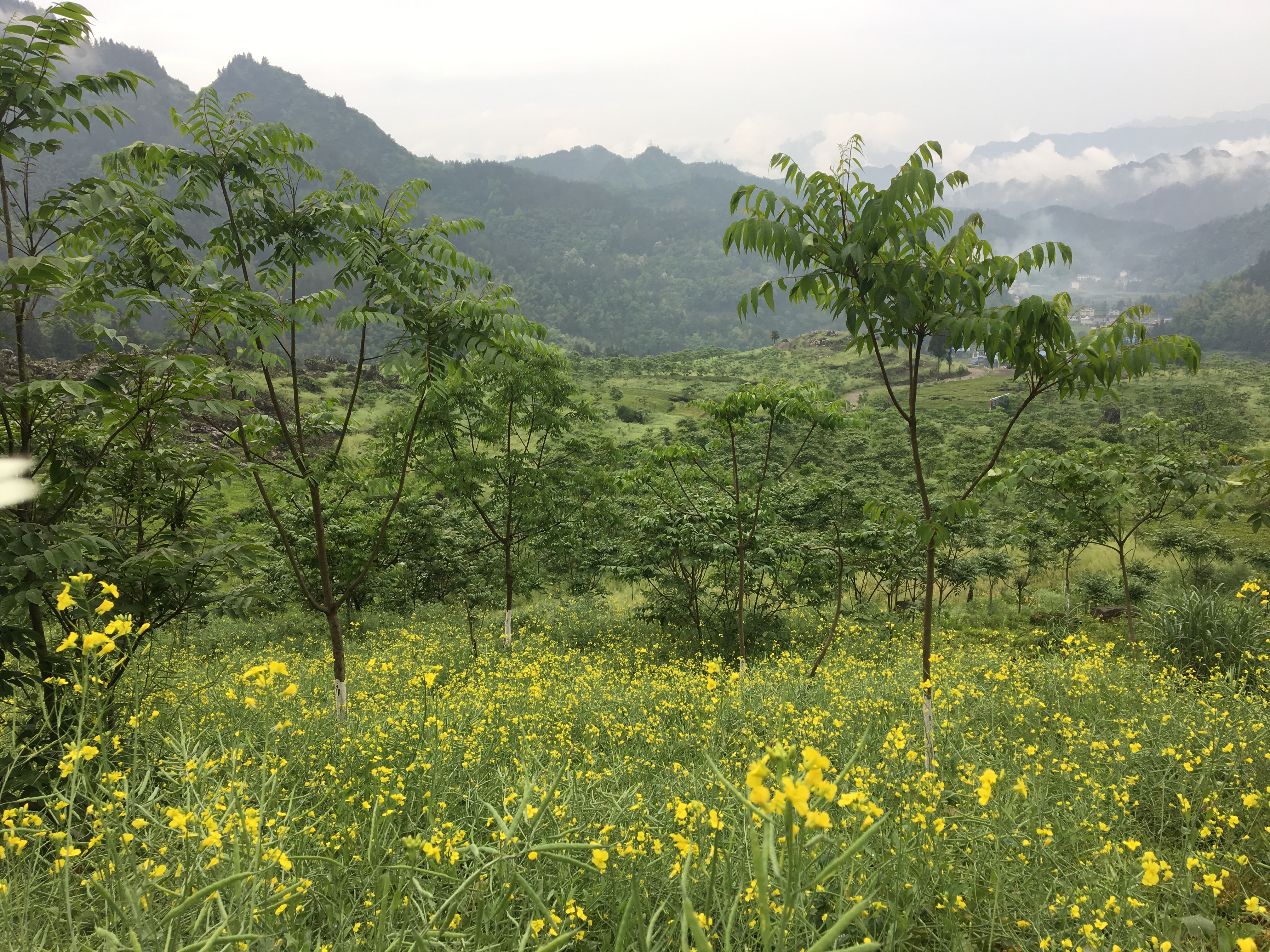 油菜花