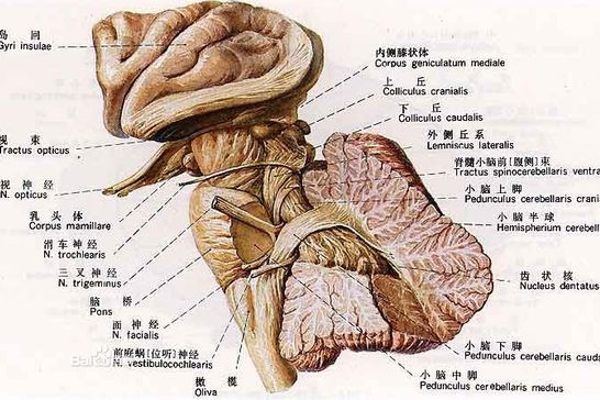 小腦皮質退化症