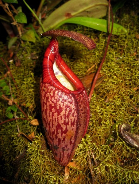 N. gymnamphora × N. spectabilis