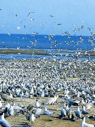 西藏錯鄂鳥島