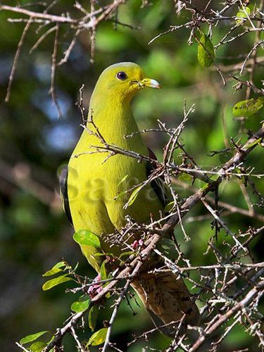 灰頭綠鳩棉蘭老島亞種