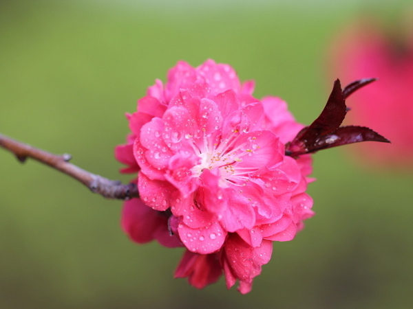 桃(桃樹（薔薇科落葉喬木）)