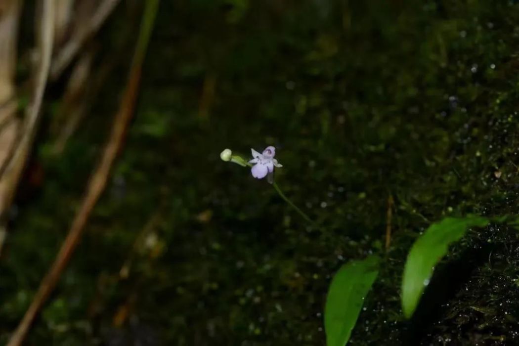 盔花舌喙蘭