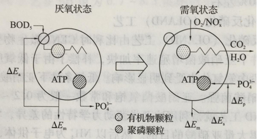 污水生物除磷