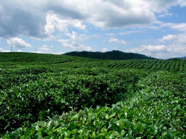 草廟山風光