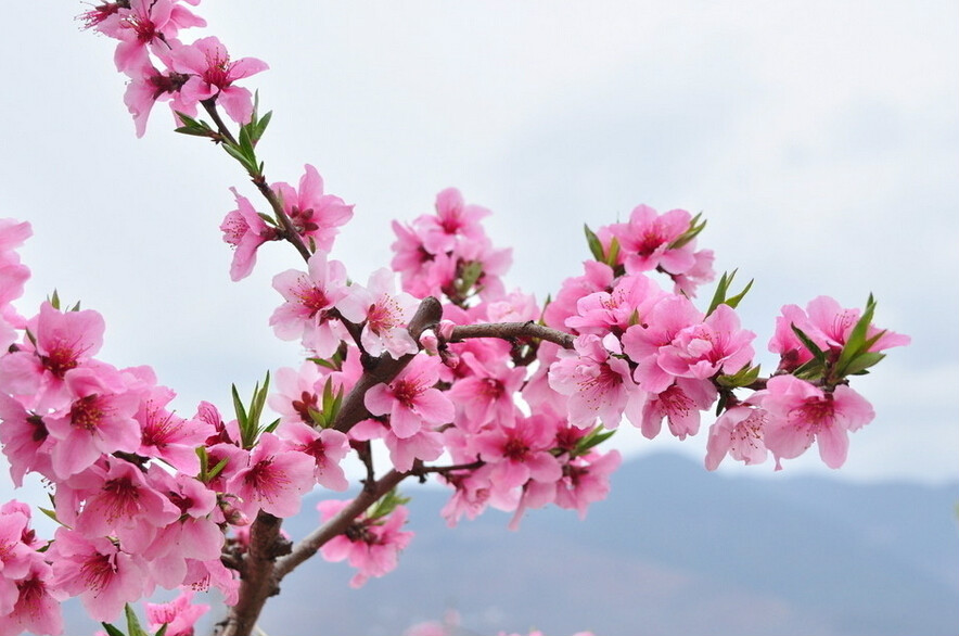 王山村