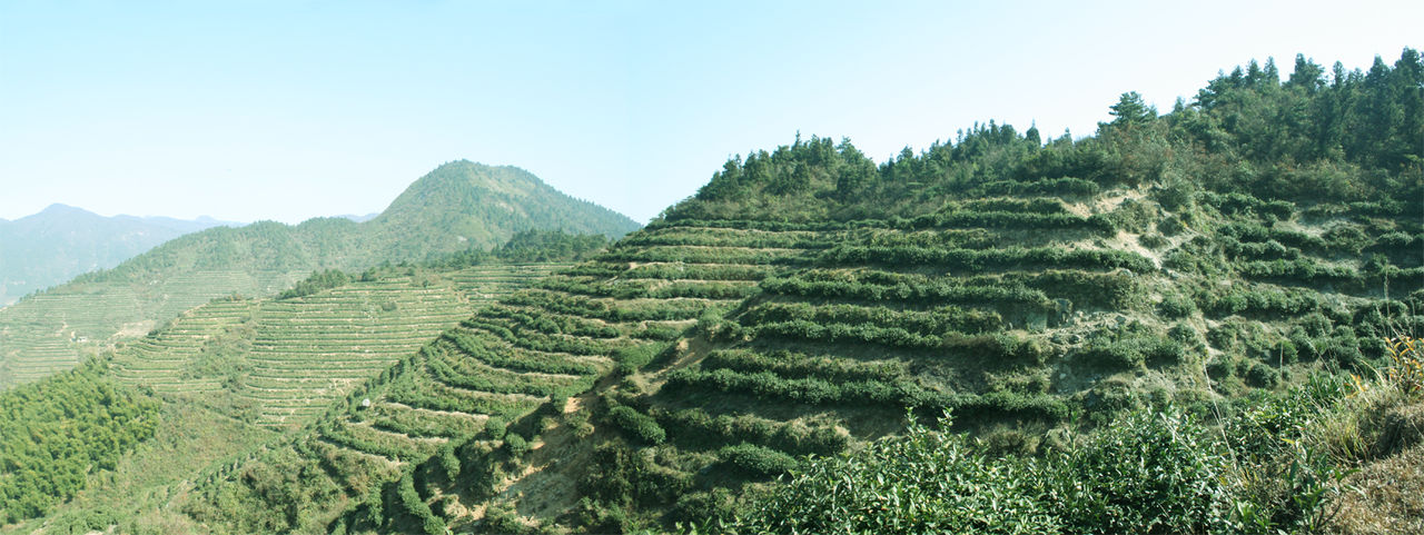 南嶽華蓋茶山