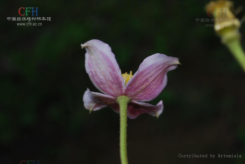 金絲木通(金絲木通)