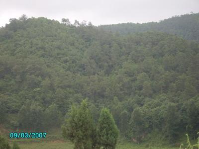 密蜂山自然村