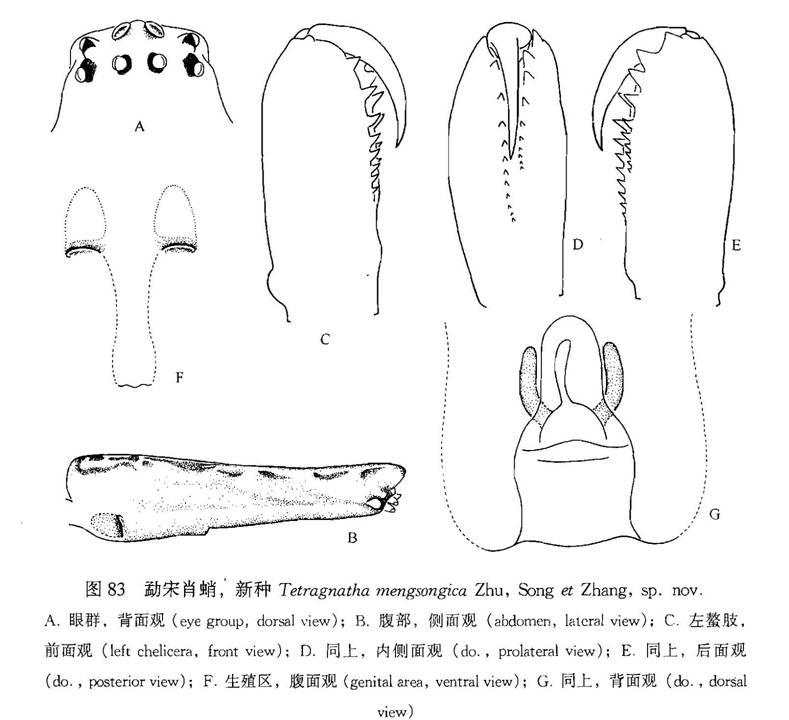 勐宋肖蛸