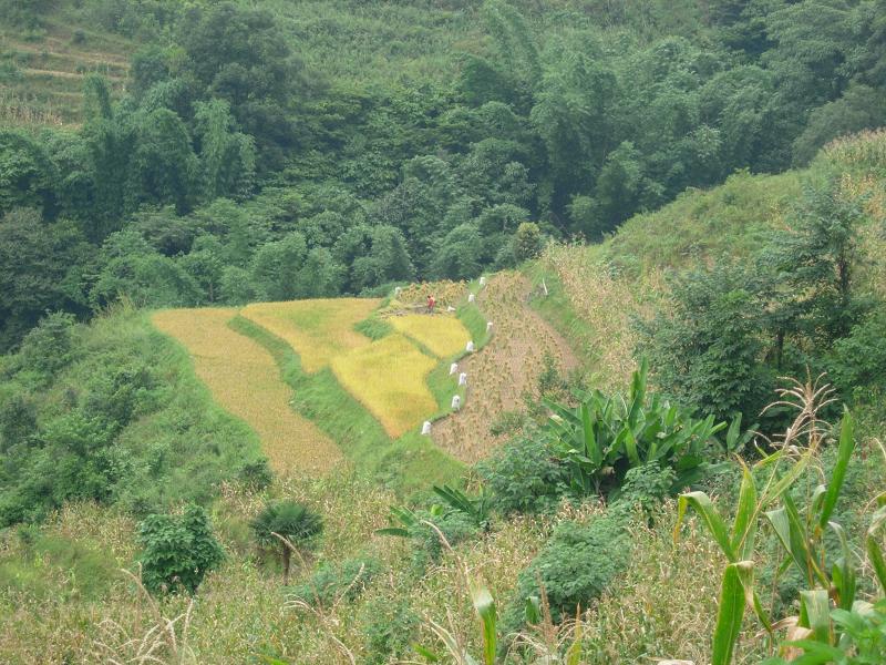 種植業