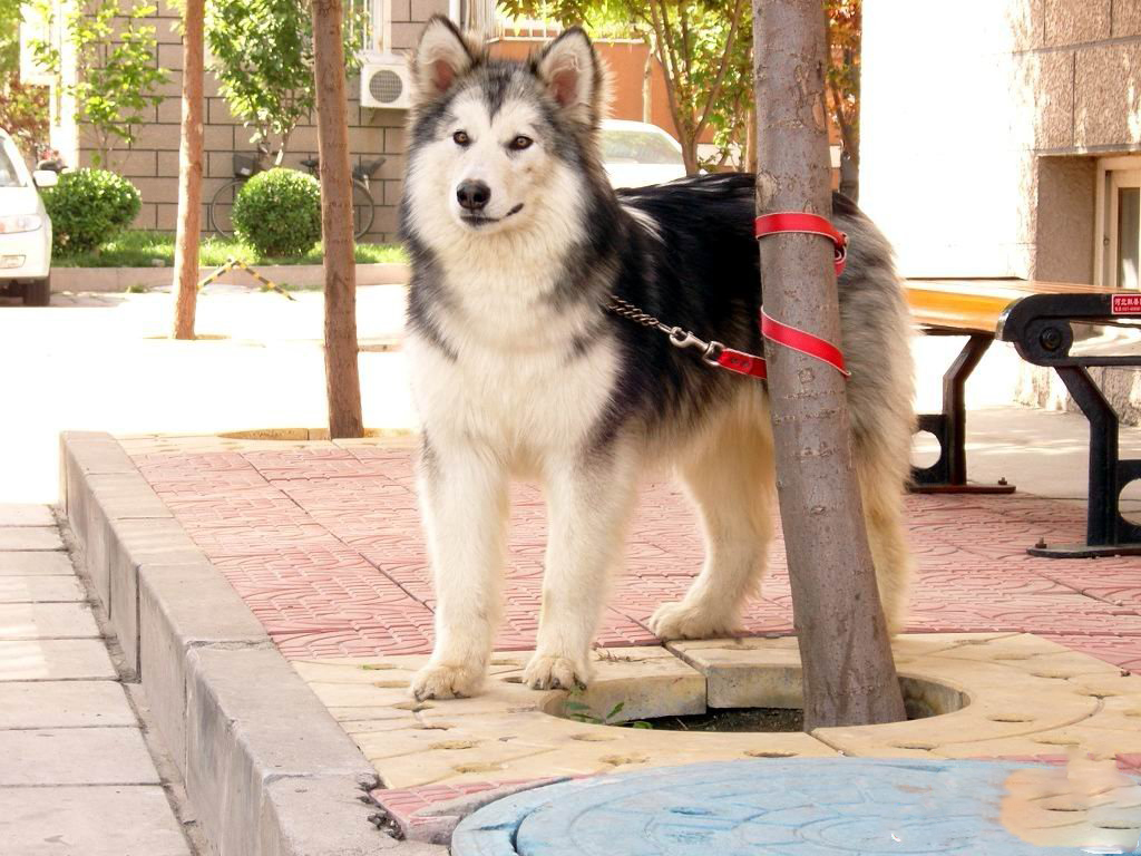 阿拉斯加雪橇犬AKC標準