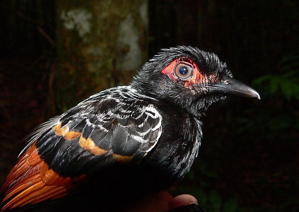 紅翅裸眼蟻鳥