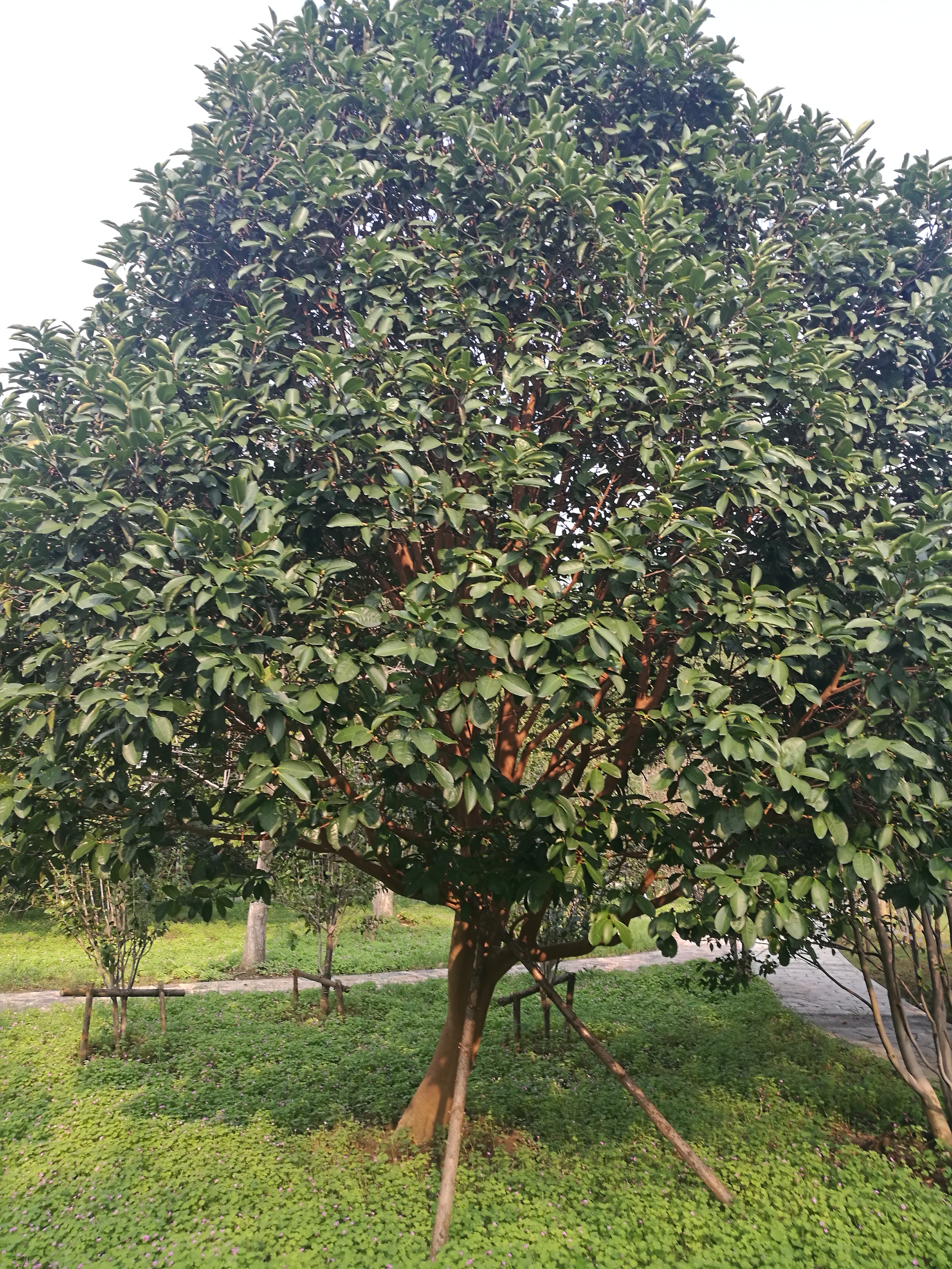 浙江紅花油茶