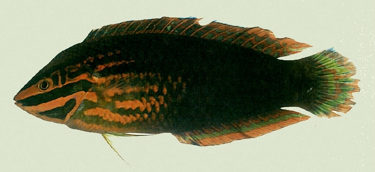 柄斑海豬魚
