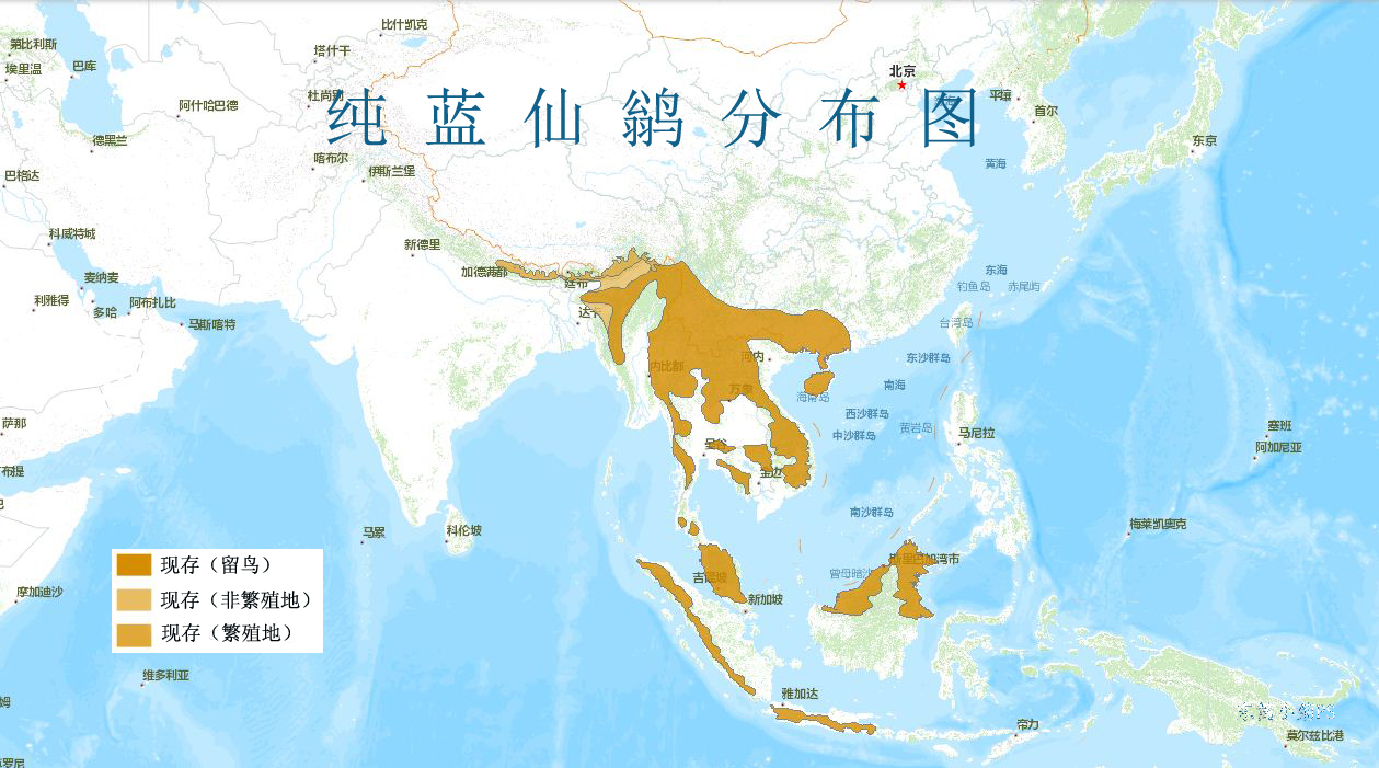 純藍仙鶲分布圖