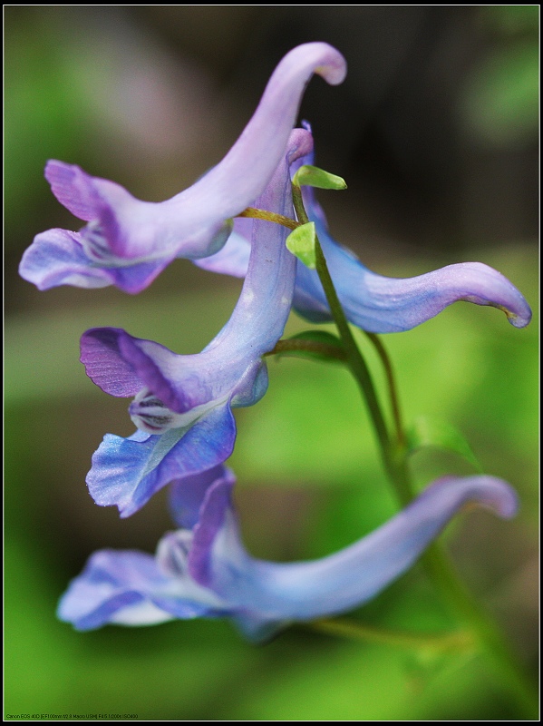 小花穆坪紫堇