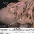 左心室發育不全綜合徵手術