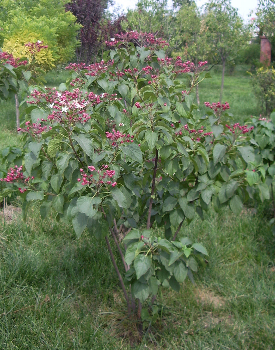 斑鳩菜