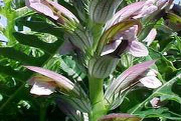 Acanthus hungaricus