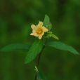 白背黃花棯(白背黃花稔（原變種）)