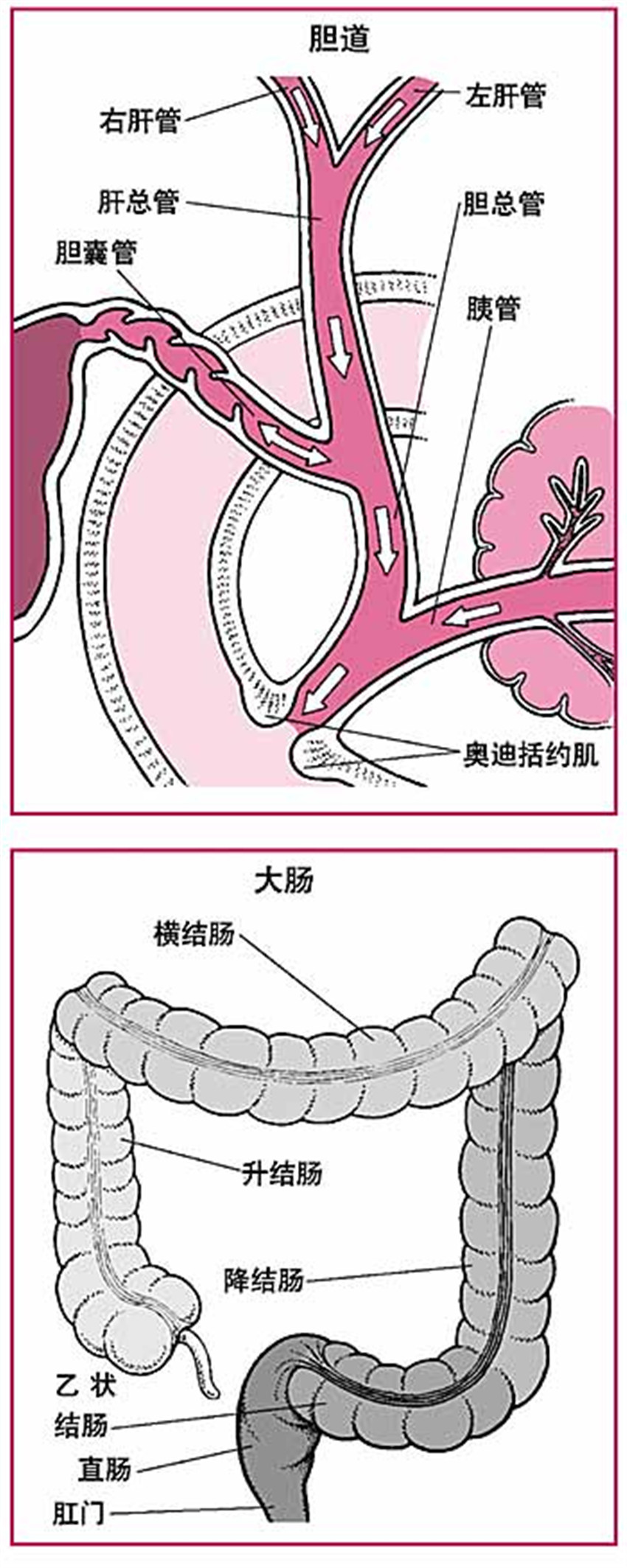 糞便隱血試驗