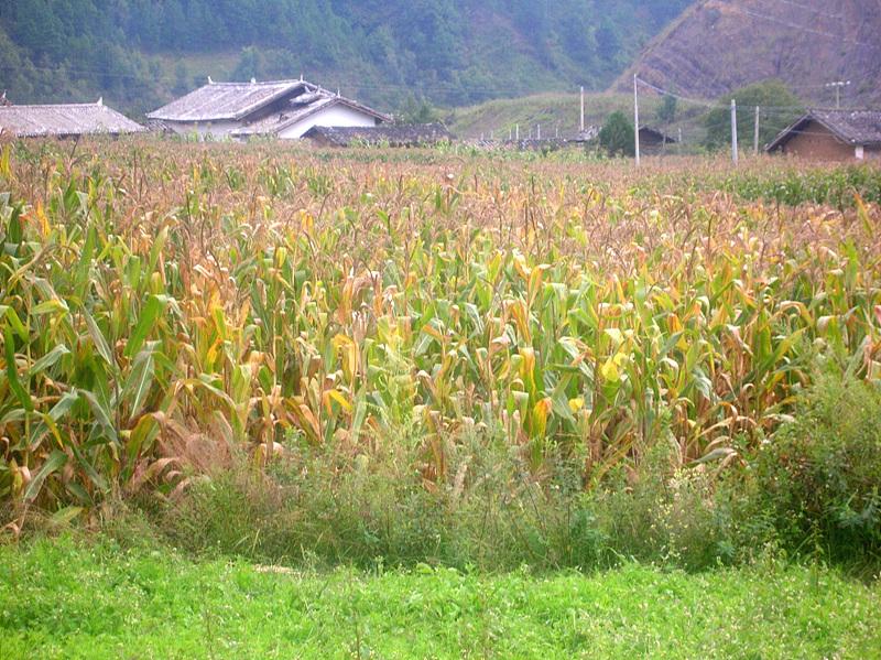 王家屋基自然村