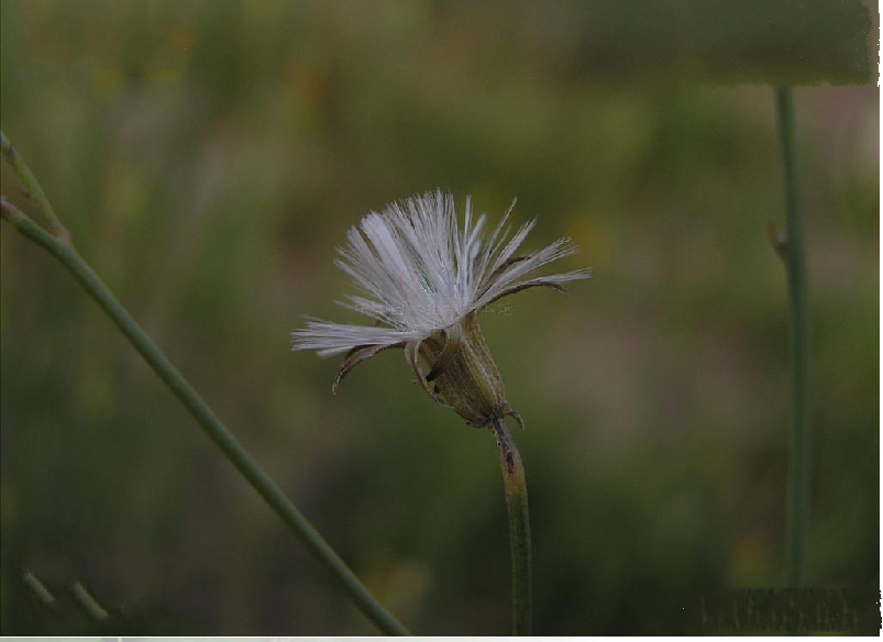 少花粉苞菊