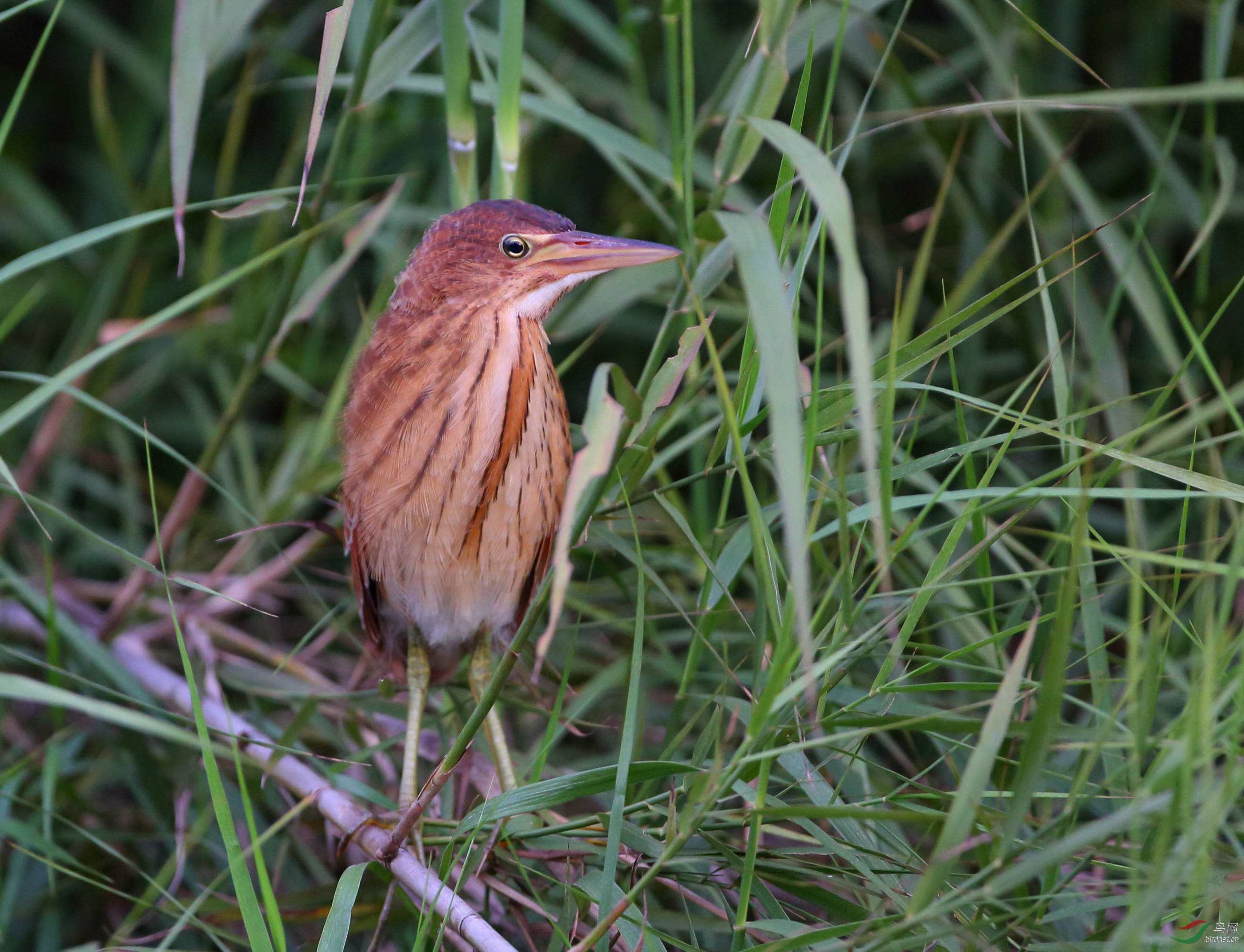 黃葦鳽