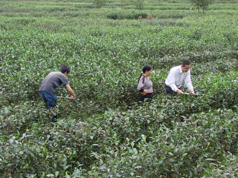 茶葉種植