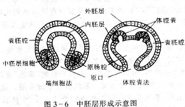 端細胞法（裂體腔法）